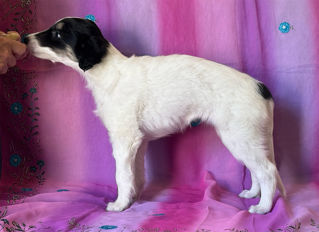 6 weeks - Dolce left